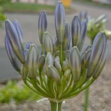 Agapanthus 'Blue Peter'