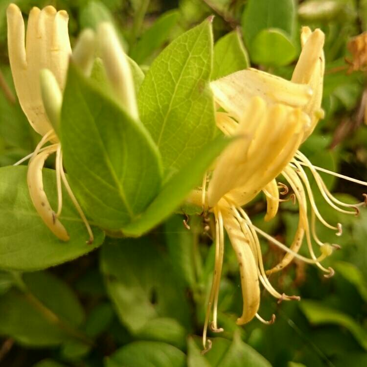 Plant image Lonicera japonica 'Hall's Prolific'