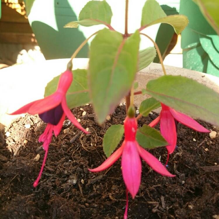 Plant image Fuchsia 'Lady Boothby'