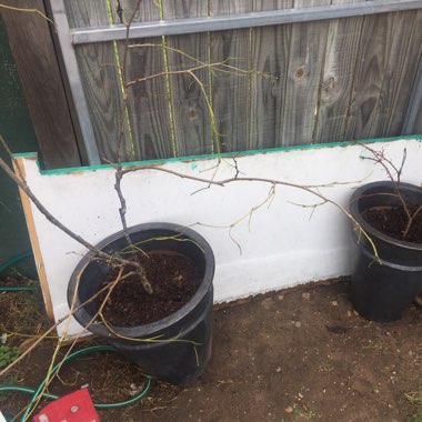 Allira's garden