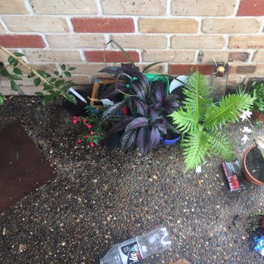 Allira's garden