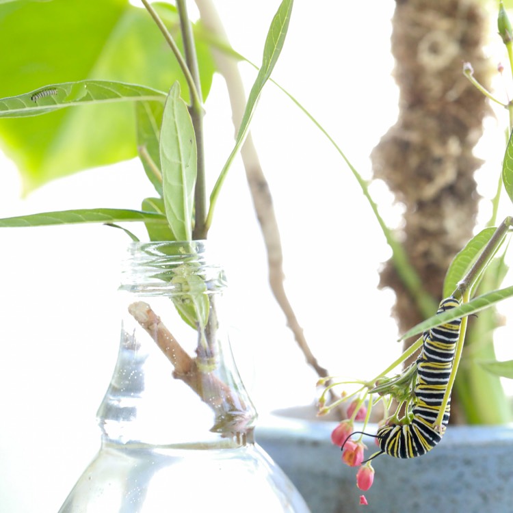plant image 1402919