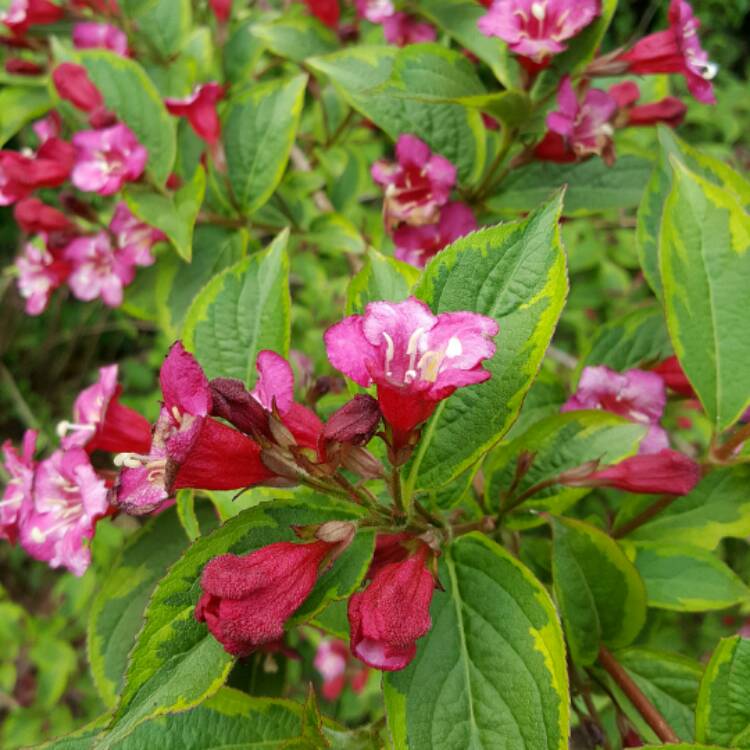 Plant image Weigela florida 'Brigela' syn. Weigela florida 'Moulin Rouge'