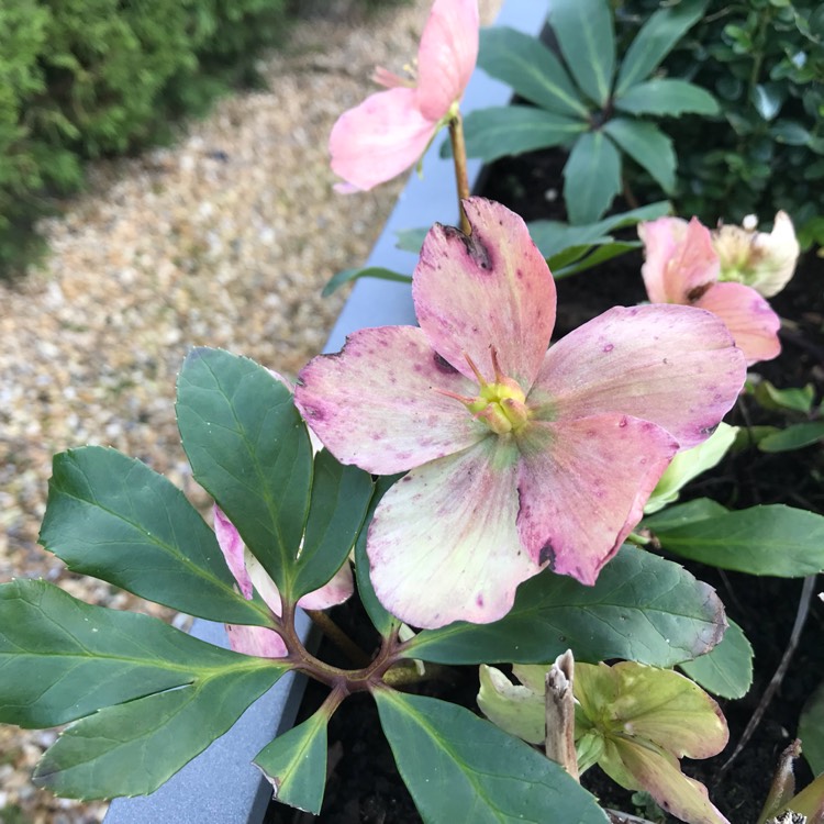 plant image 611484