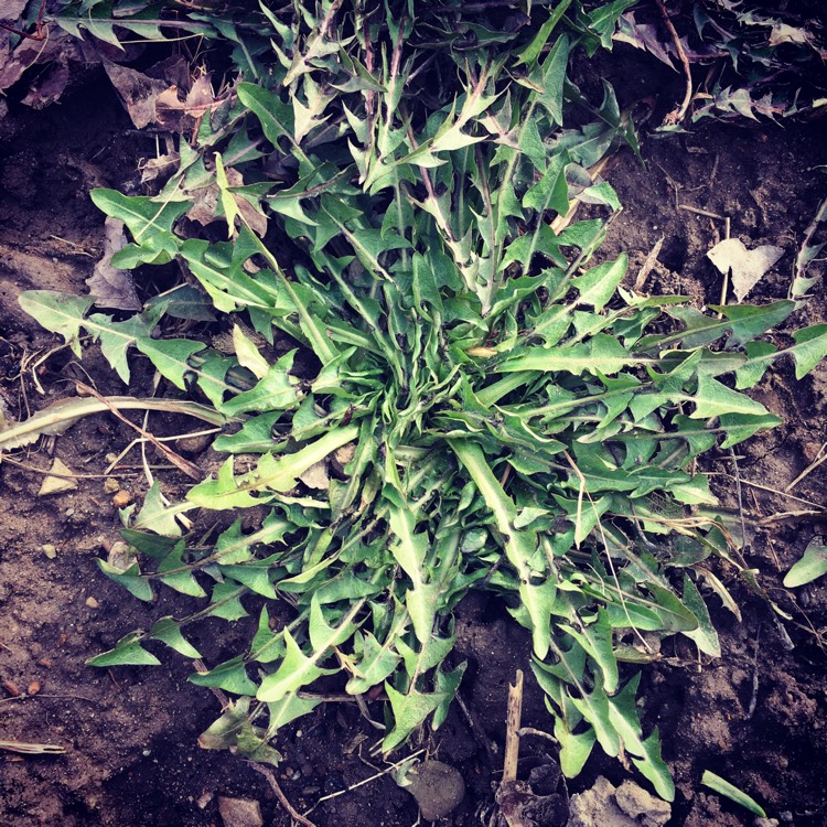plant image 327918