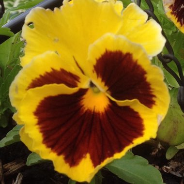 Vic's garden