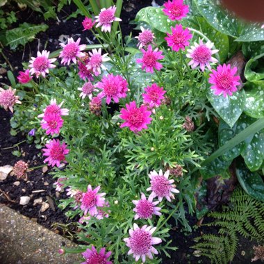 Vic's garden
