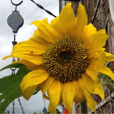 Vic's garden