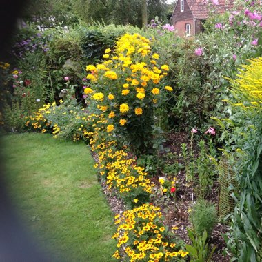 Vic's garden
