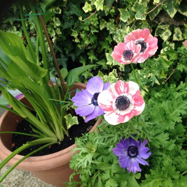 Vic's garden