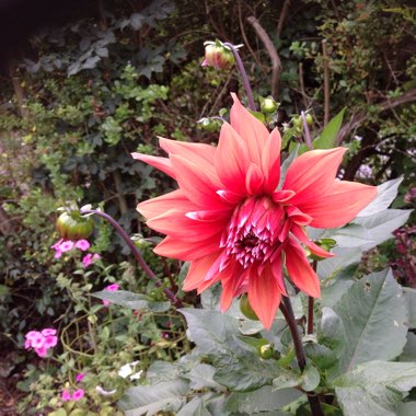 Vic's garden