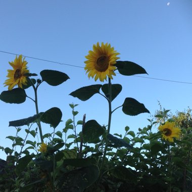 Vic's garden