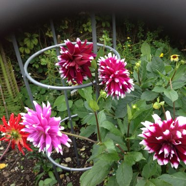 Vic's garden