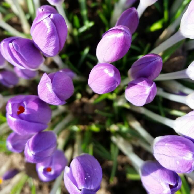 Plant image Crocus vernus 'Grand Maitre'