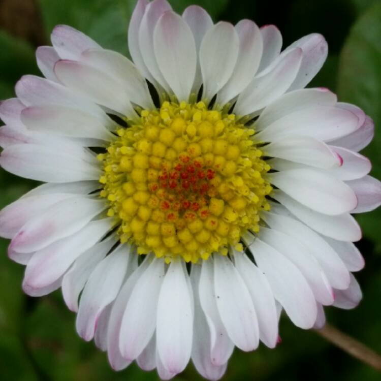 Plant image Bellis perennis