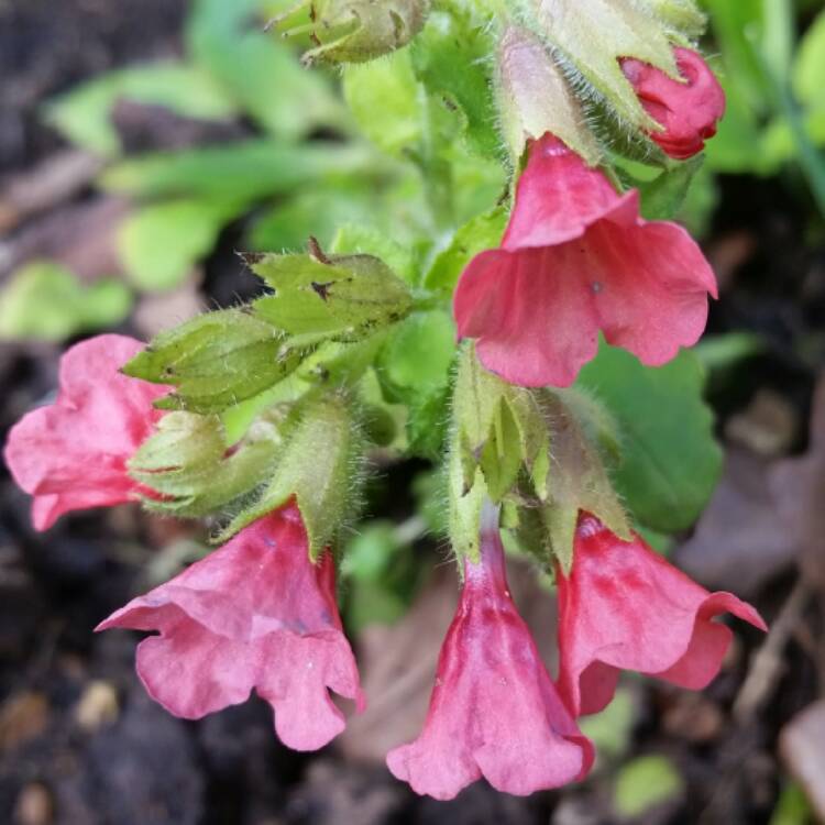 Plant image Pulmonaria saccharata