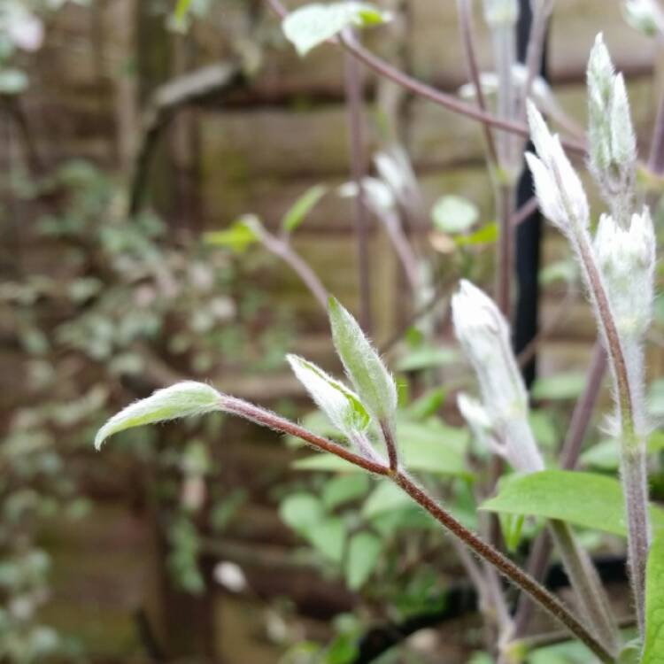 plant image 335560