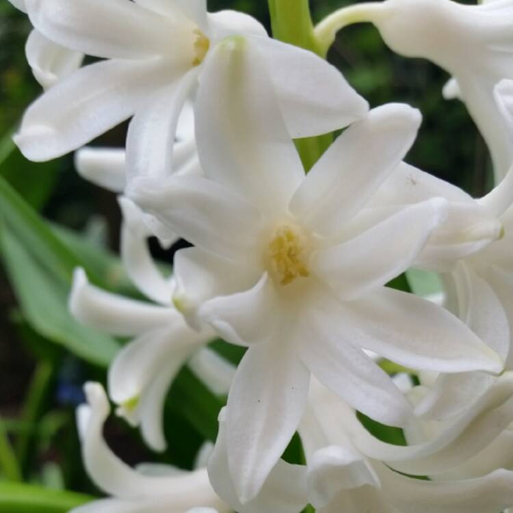 Plant image Hyacinthus orientalis 'Madame Sophie'