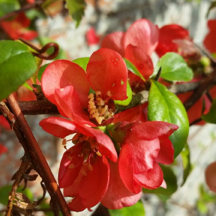 Plant image Chaenomeles japonica