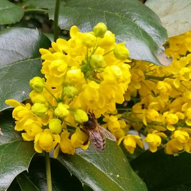 Plant image Mahonia x media 'Winter Sun' syn.Mahonia x wagneri 'Winter Sun'