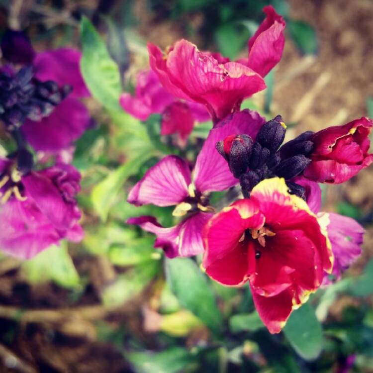 Plant image Erysimum 'Winter Party'