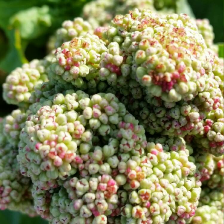 Plant image Rheum x hybridum 'Fulton's Strawberry Surprise'