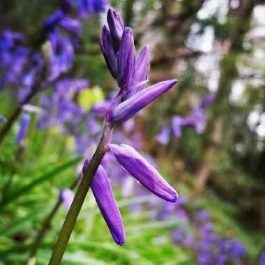 Hyacinthoides x massartiana