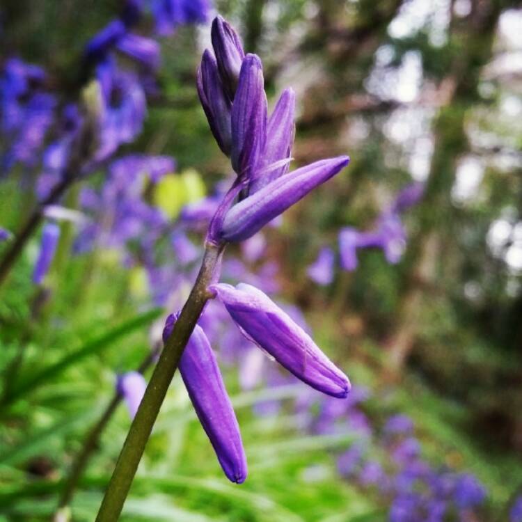 Plant image Hyacinthoides x massartiana