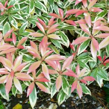 Pieris japonica 'Mountain Fire'