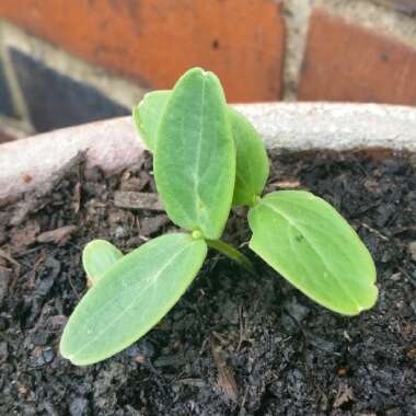 Cucumis Sativus 'Marketmore'