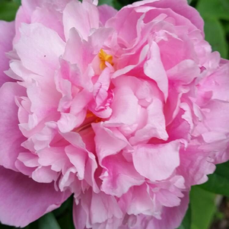 Plant image Paeonia x festiva 'Rosea Plena' syn. Paeonia officinalis 'Rosea Plena', Paeonia 'Old Double Rose'