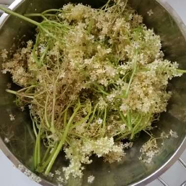 Sambucus nigra