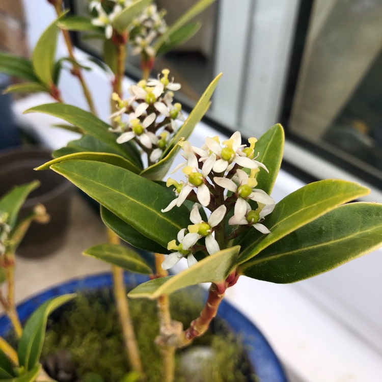 plant image 1458699