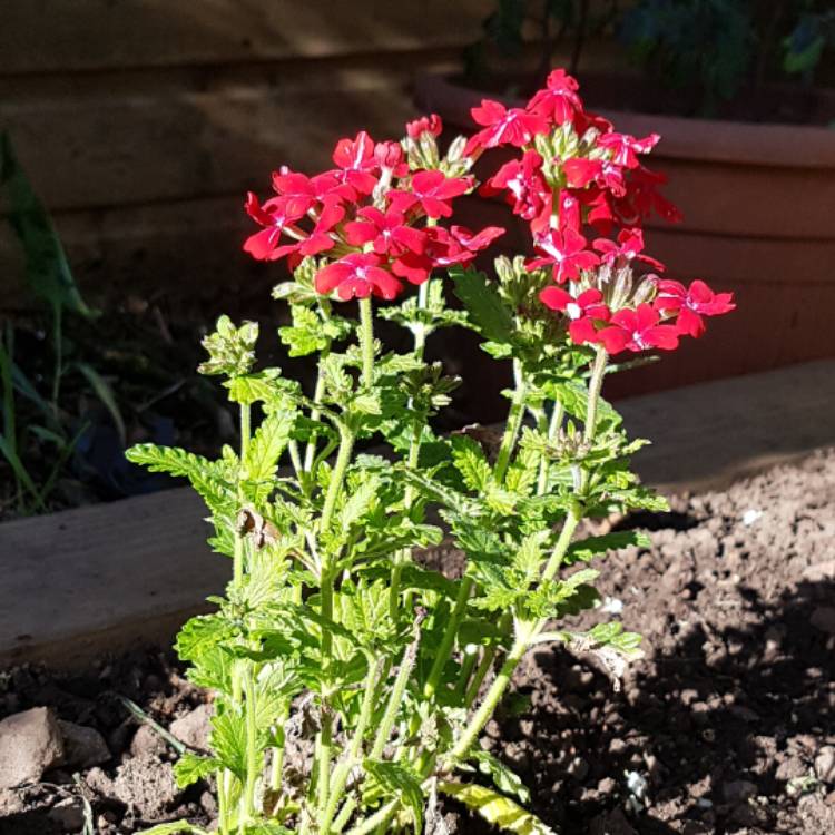 plant image 441388