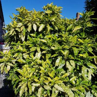 Japanese aucuba 'Golden King'