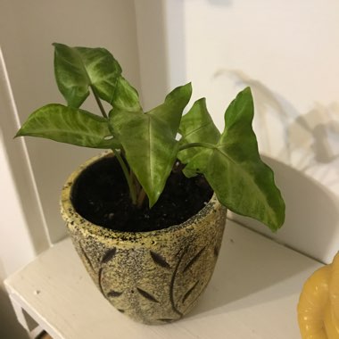 Syngonium podophyllum 'White Butterfly'