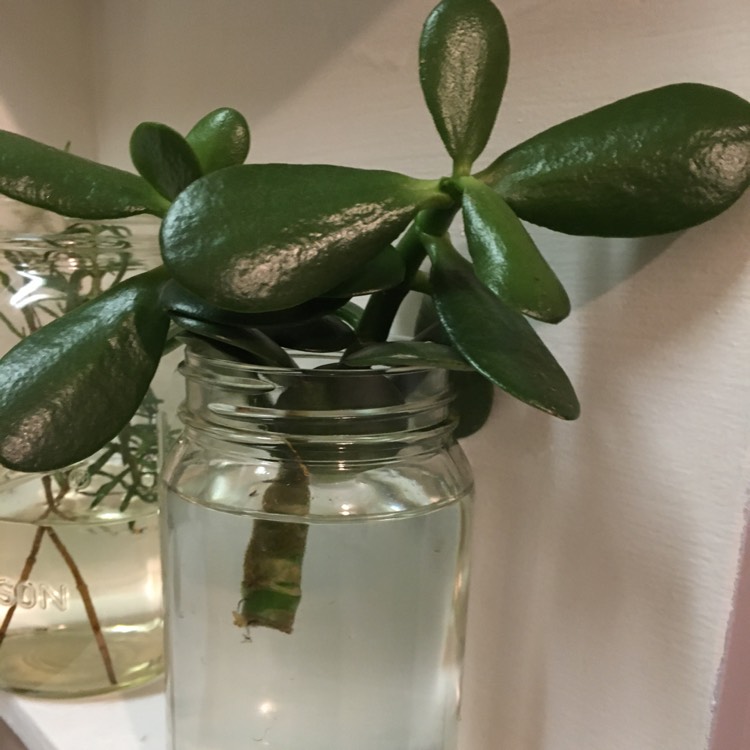 plant image 1210127
