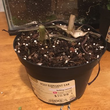 Elephant Ear (Alocasia)