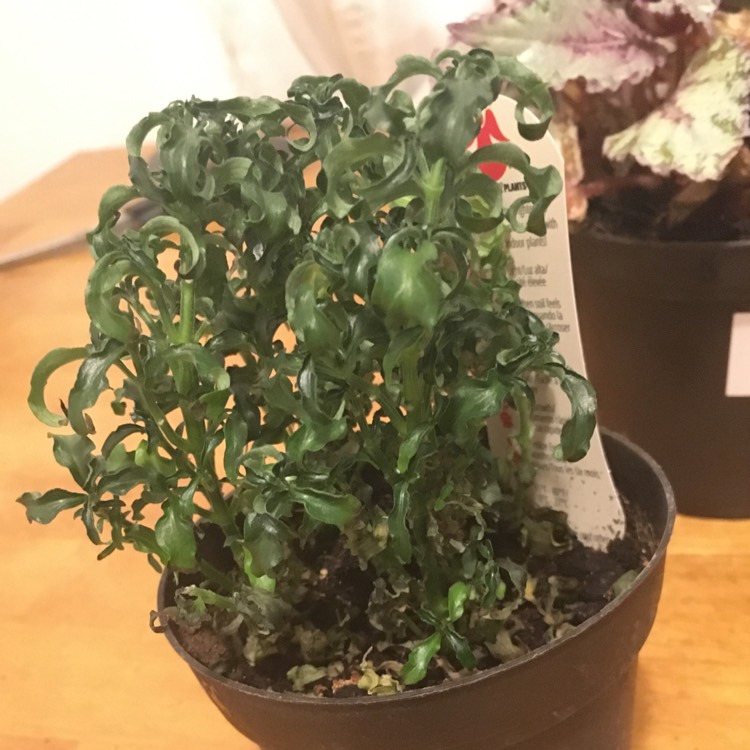 plant image 1218563
