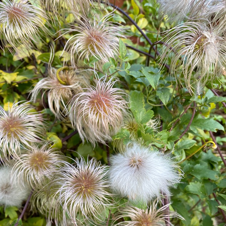 Plant image Clematis tangutica