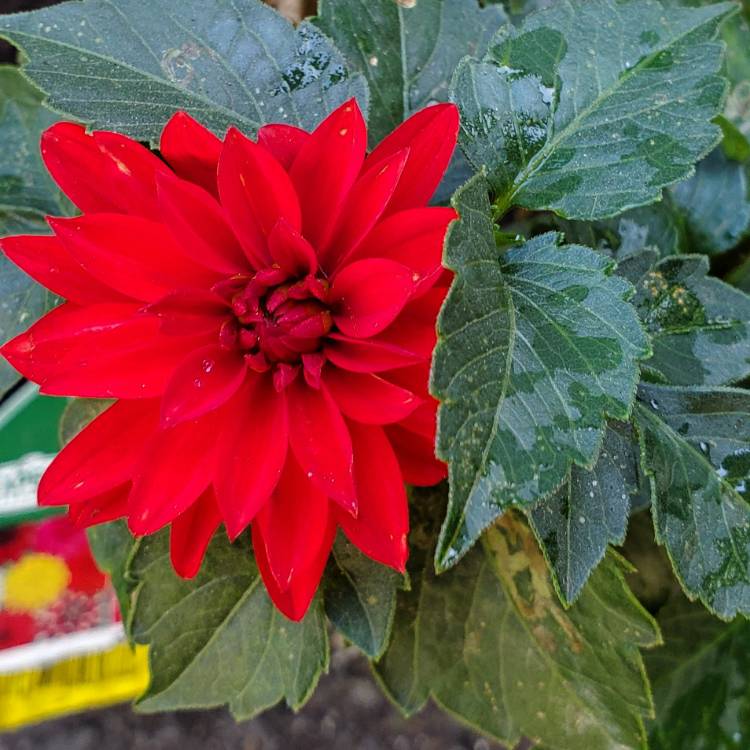 Plant image Dahlia 'Bkdard' (Labella Series) syn. Dahlia 'Labella Grande Red'