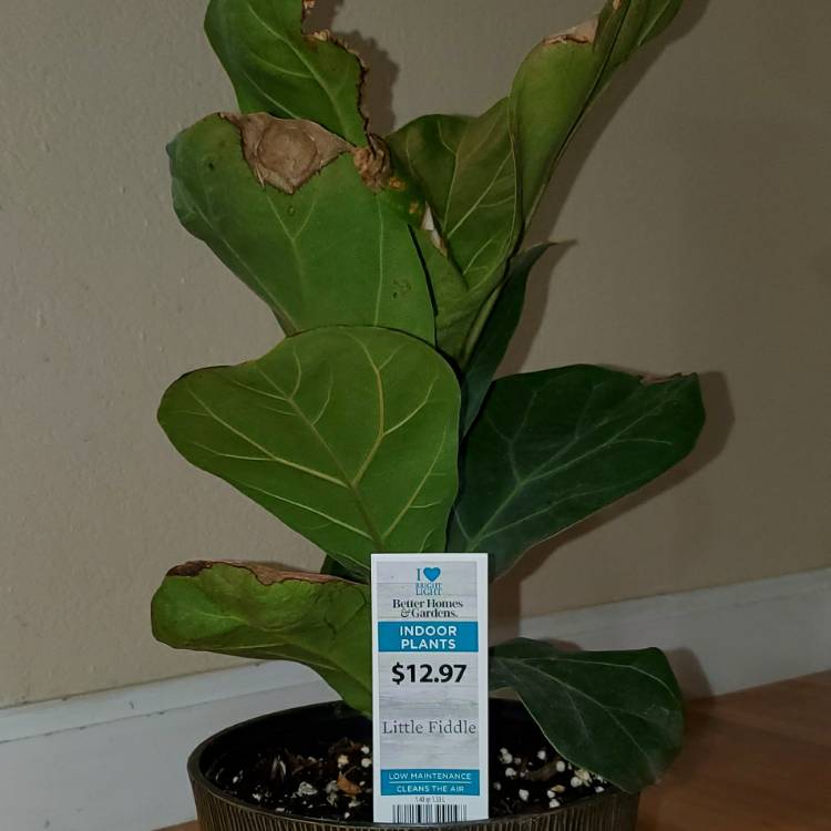 Plant image Ficus Lyrata Bambino