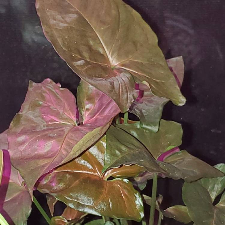 Plant image Syngonium podophyllum 'Bronze'