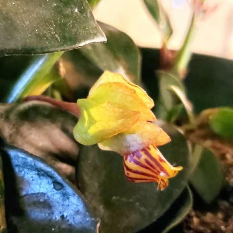 plant image 1398908