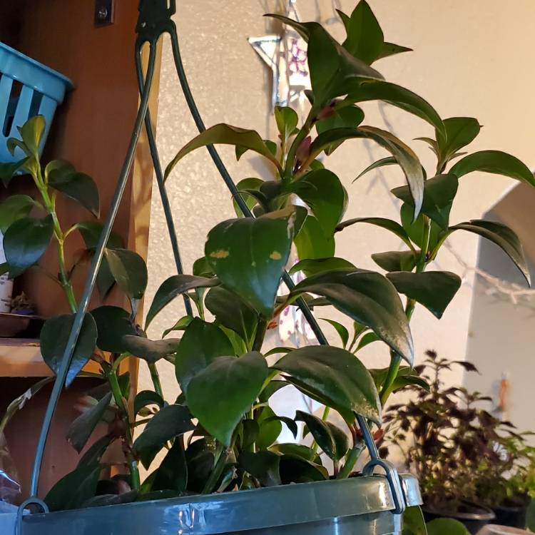 plant image 1398934
