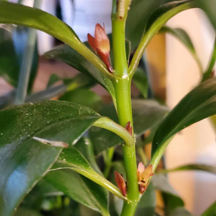 plant image 1398935