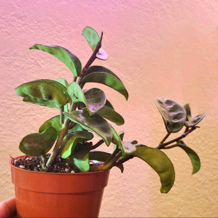 Plant image Hoya Carnosa 'Krinkle 8'