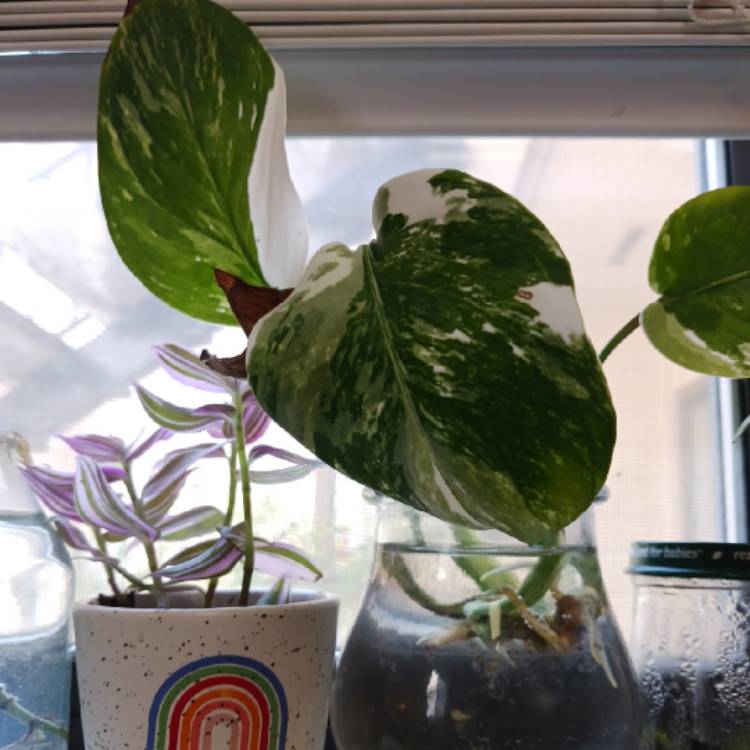 plant image 1670994