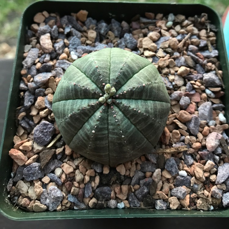 plant image 463248