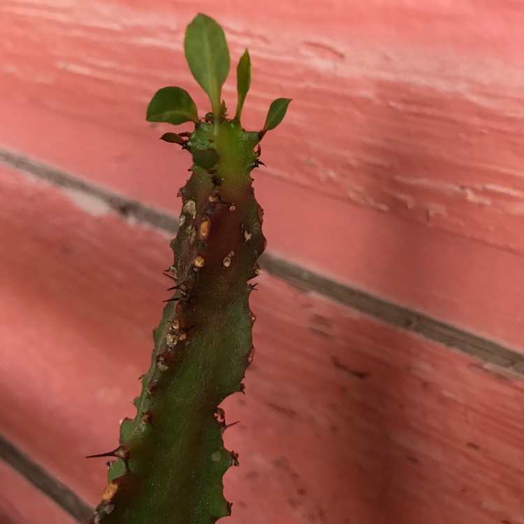 plant image 551163